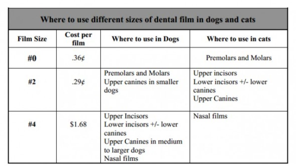 X Ray Film Size Dental informacionpublica.svet.gob.gt
