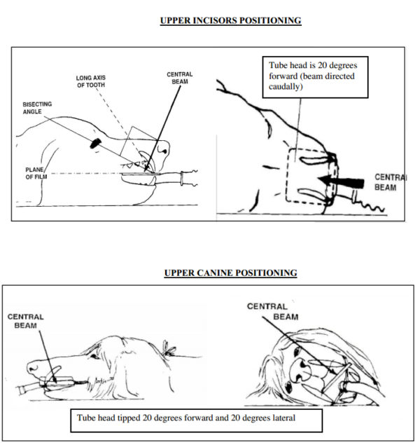 Why use veterinary dental radiographs/xrays in your dental practice?
