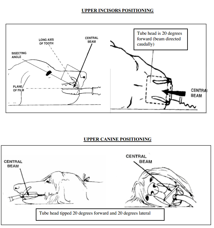 Veterinary Radiographic Positioning Chart