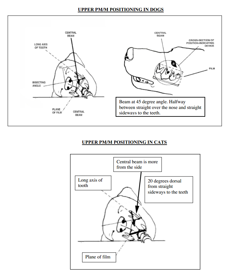 Dental X Ray Technique Chart