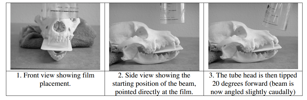 Veterinary Dental Radiographic Positioning Chart