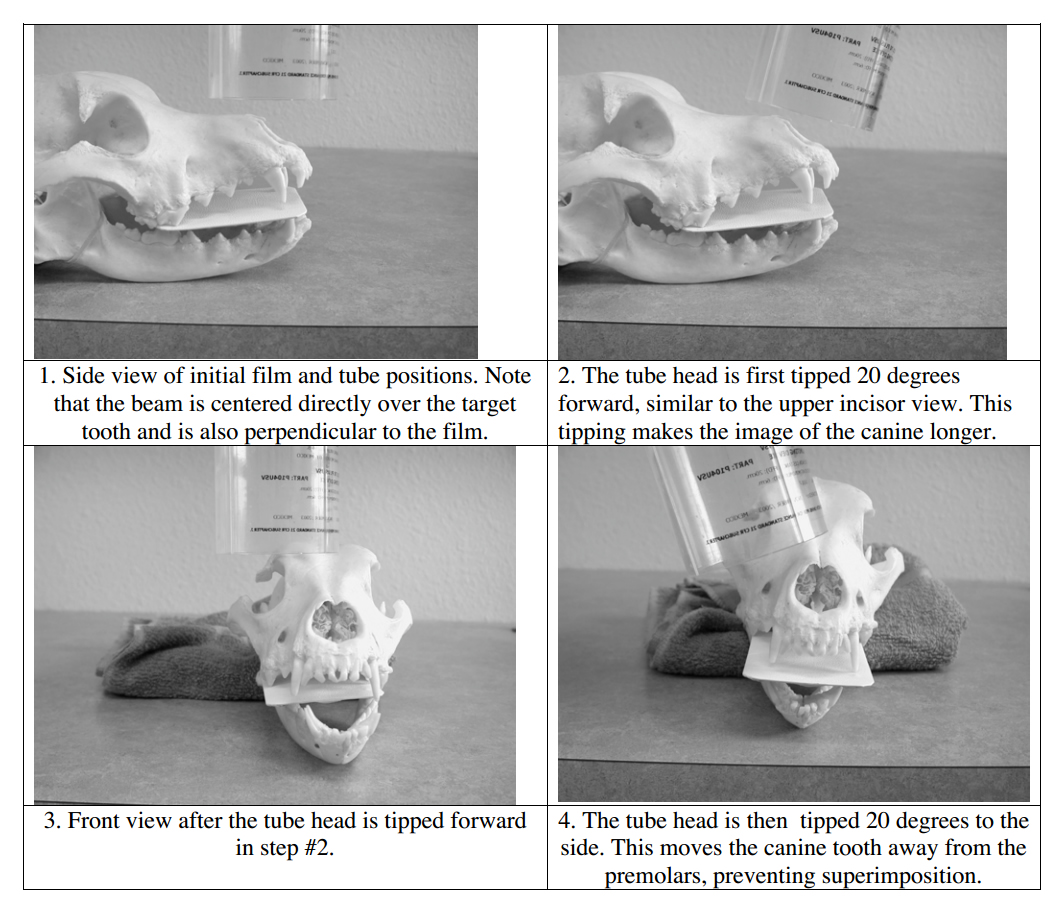 Veterinary Dental Radiographic Positioning Chart