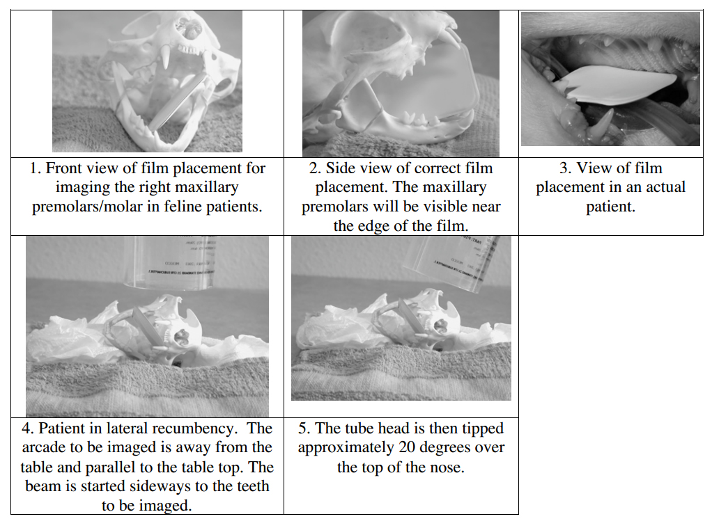 Veterinary Dental Radiographic Positioning Chart