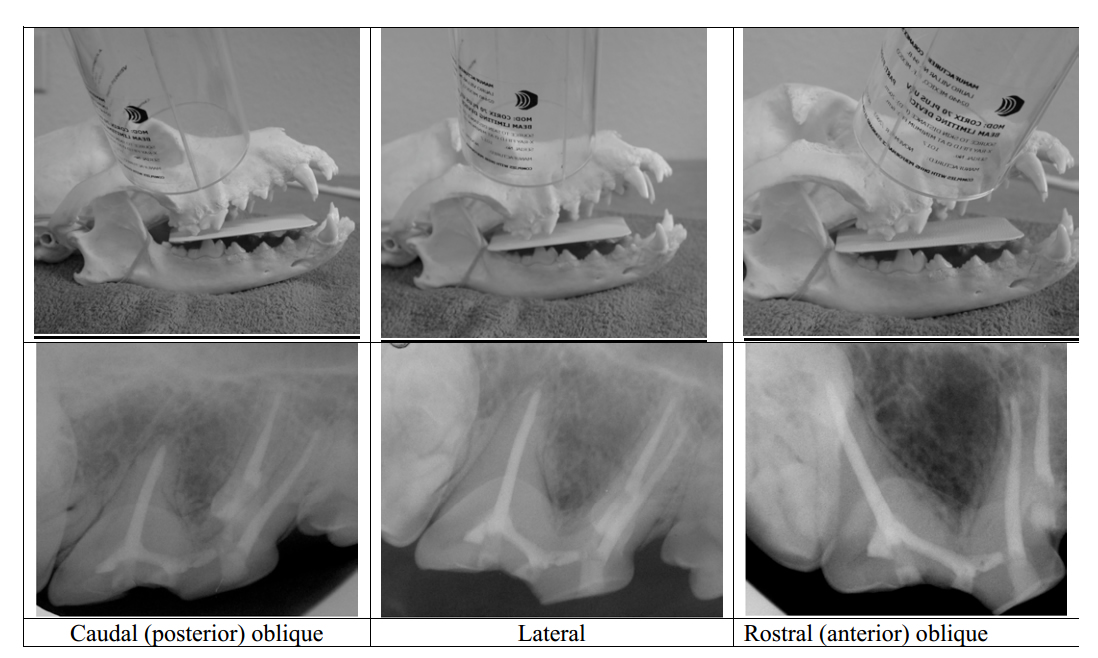 Veterinary Dental Radiographic Positioning Chart