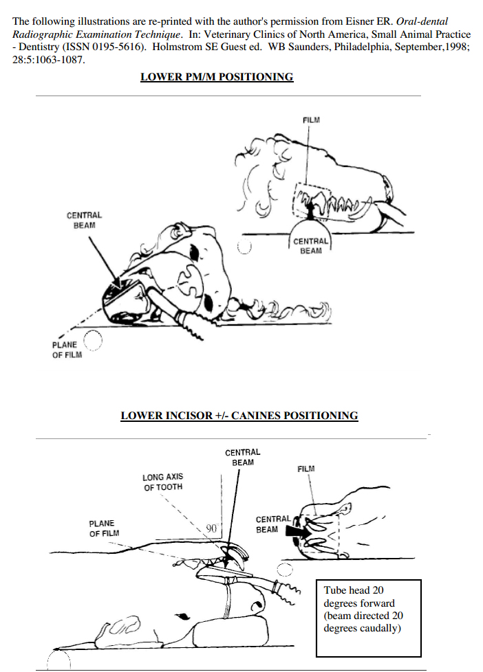 Dental X Ray Technique Chart